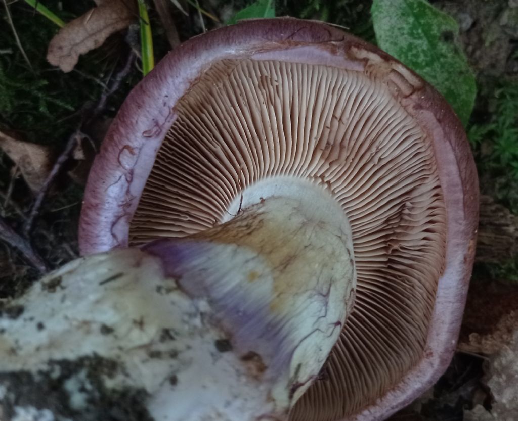 Cortinarius variecolor